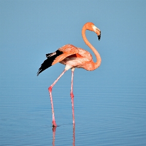 鳥 羽 嘴 コウノトリ 写真