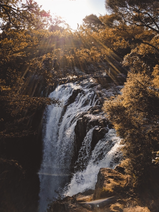 風景 木 水 自然