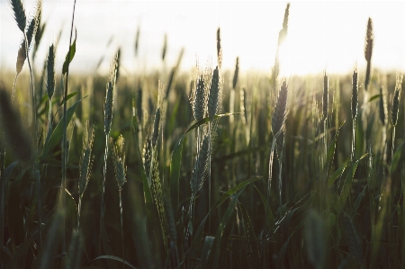 Grass plant field meadow Photo