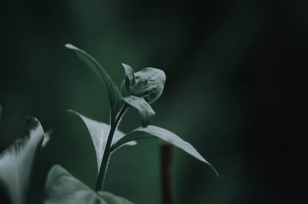 黒と白
 植物 写真撮影 葉 写真