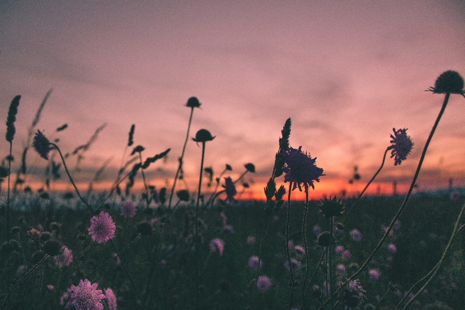 Nature herbe horizon nuage