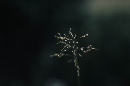 Natur zweig licht nacht Foto