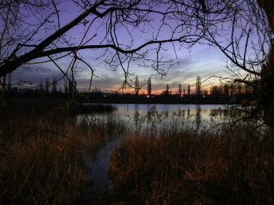 Landscape tree water nature Photo