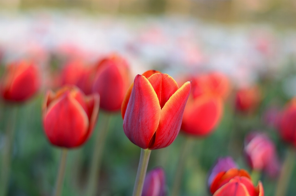 Nature plant flower petal