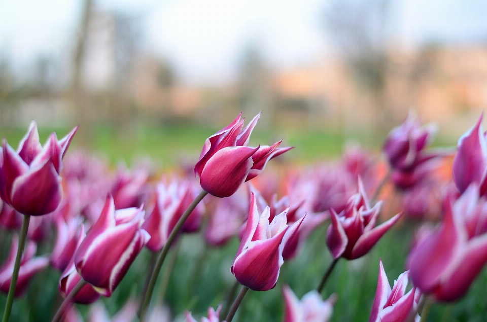 Natura fiore pianta petalo