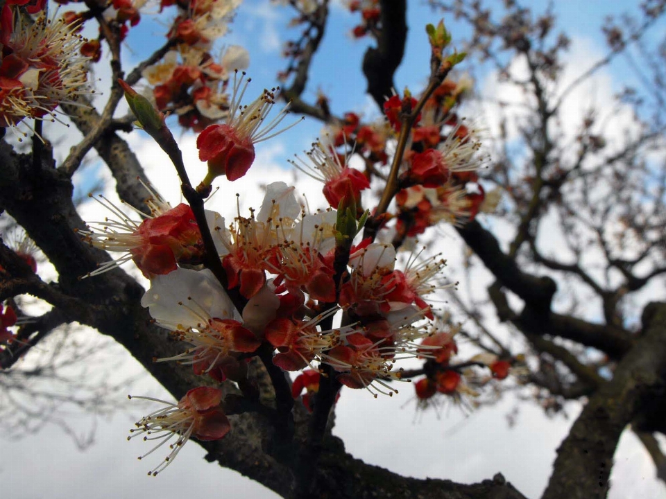 Tree branch blossom snow