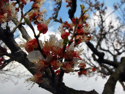 木 ブランチ 花 雪 写真