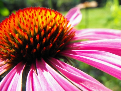 Plant photography flower petal Photo