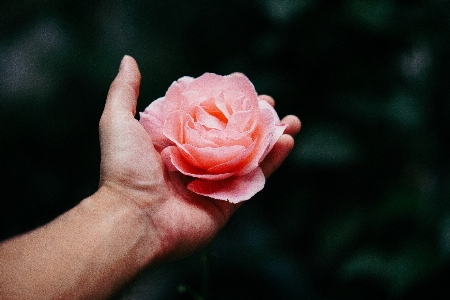 花 植物 写真撮影 花弁 写真