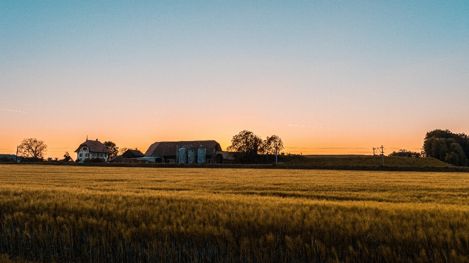 Landschaft baum natur gras