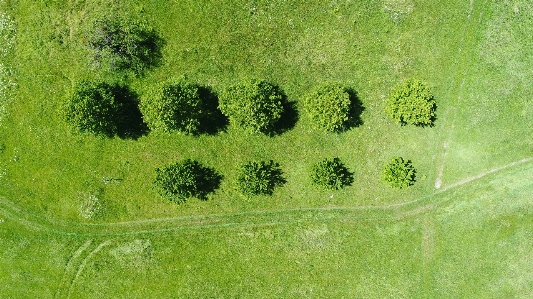 Tree grass plant field Photo