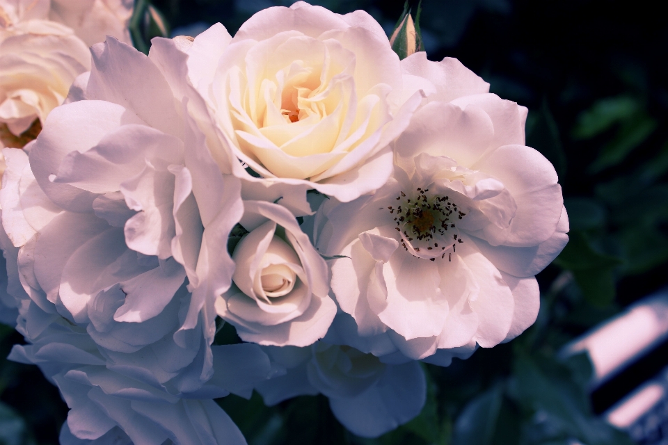 Nature blossom plant white