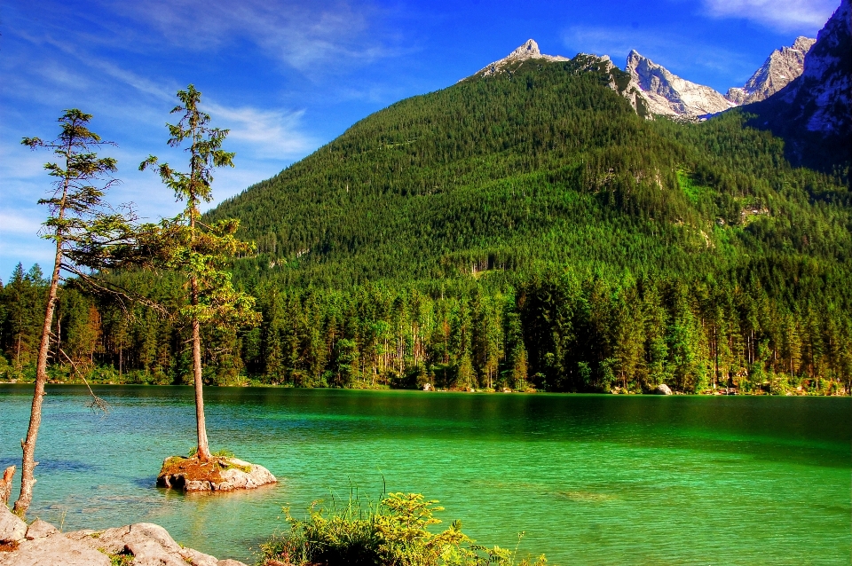 Paesaggio albero acqua natura