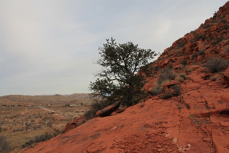 Landscape tree nature sand Photo