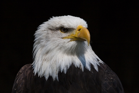 Foto Uccello ala animale animali selvatici