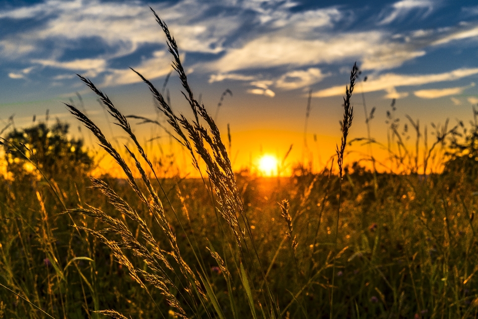 Landscape nature grass horizon