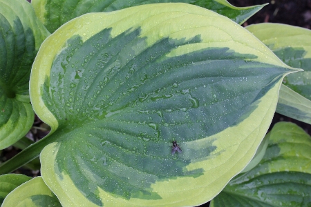 Nature plant fruit leaf Photo