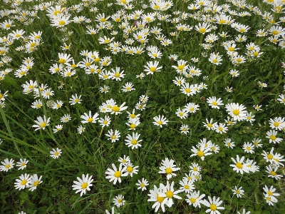 Nature blossom plant white Photo