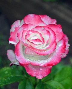 Plant flower petal rose Photo