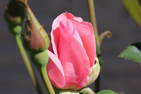 花 植物 花弁 チューリップ 写真