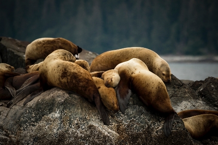 Meer natur rock tierwelt Foto