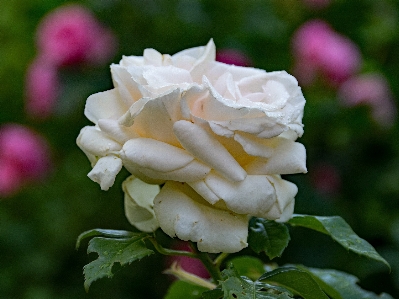 Natur blüte anlage weiss Foto