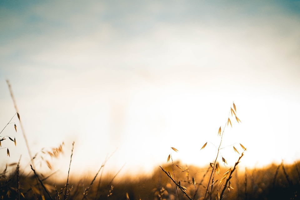 Baum natur gras horizont