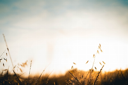 Tree nature grass horizon Photo