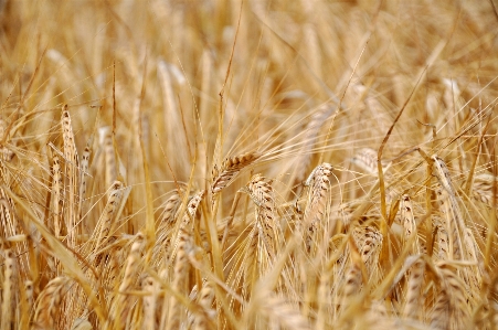 Grass plant field barley Photo