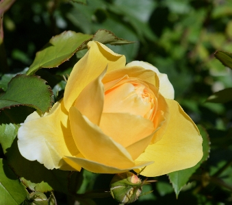 Nature blossom plant flower Photo