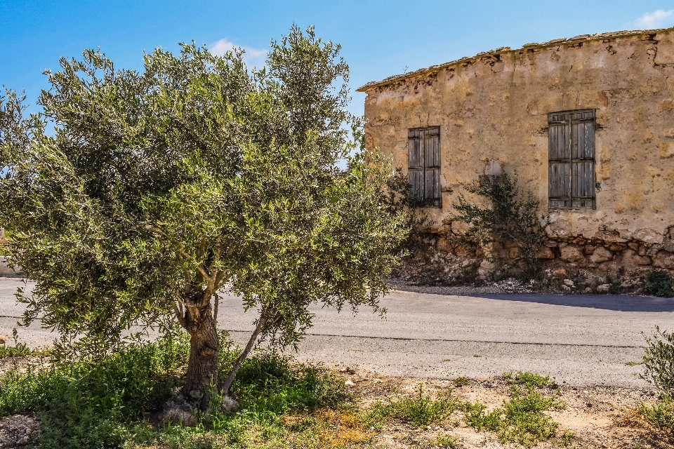 Paisaje árbol arquitectura calle