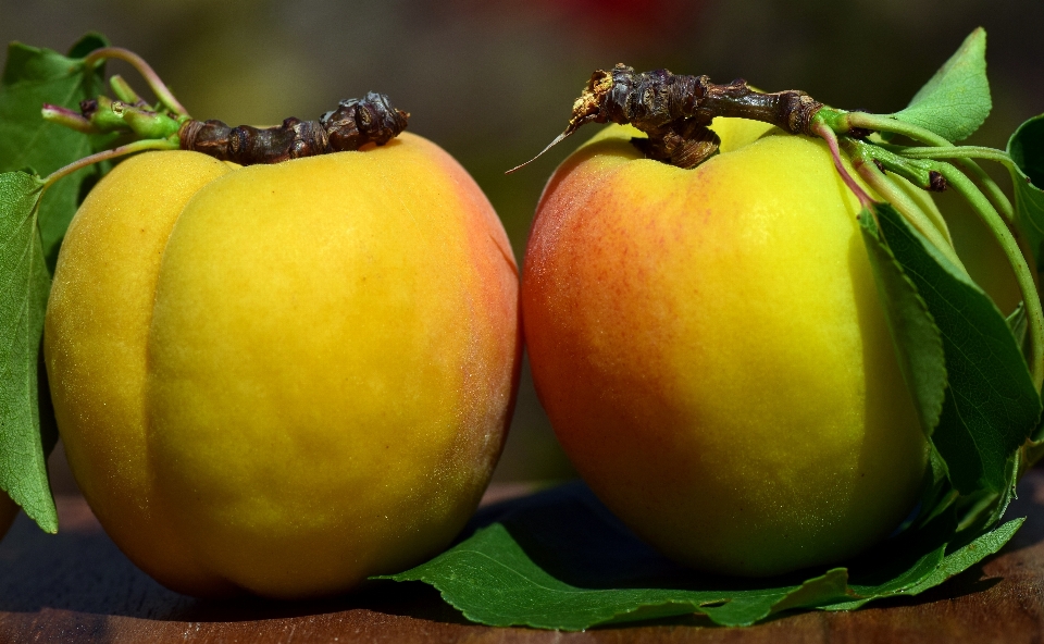 Apple planta fruta dulce