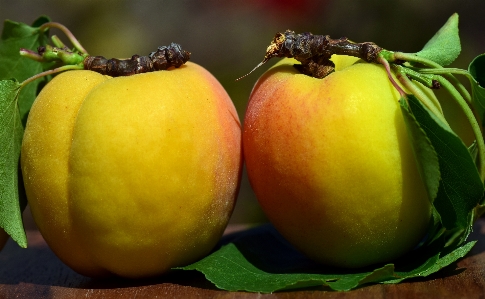 Apple bitki meyve tatlı Fotoğraf