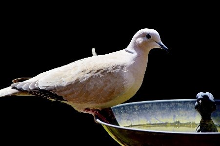 Doğa kuş kanat deniz kuşu
 Fotoğraf