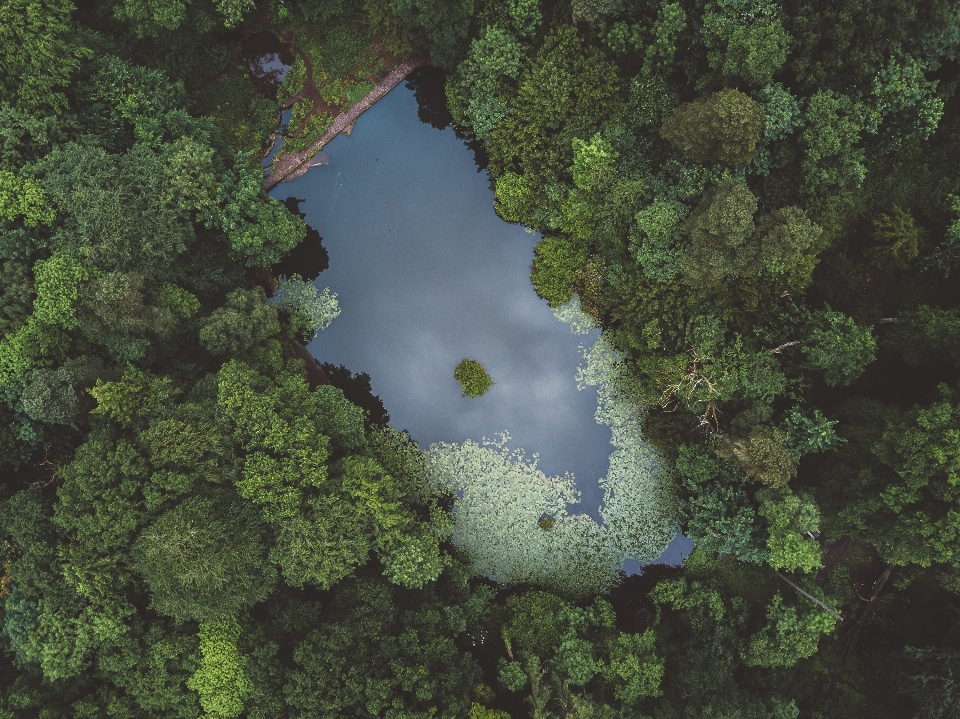 Bosque lago reflexión selva