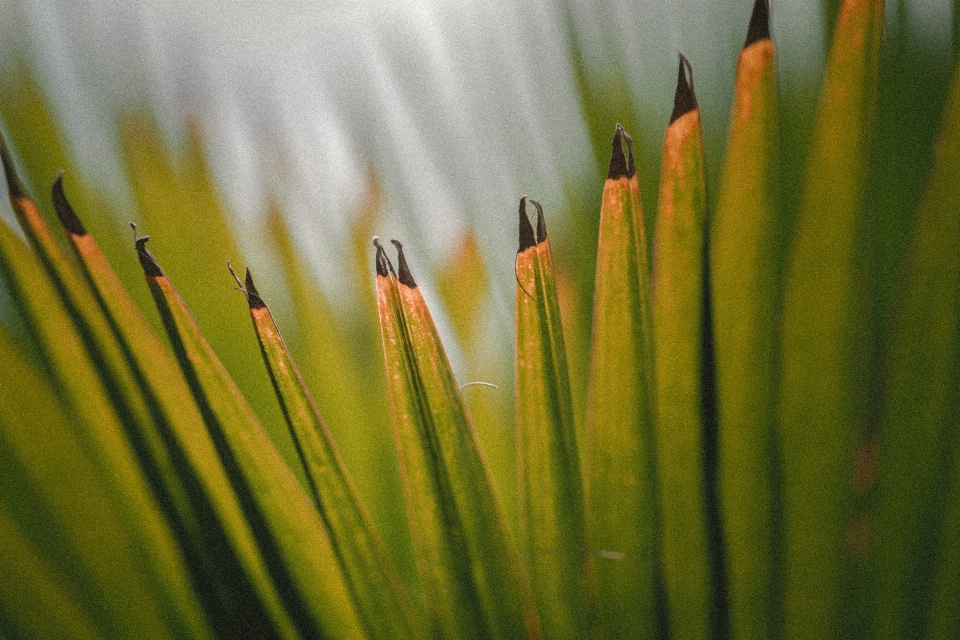 Natureza grama plantar campo