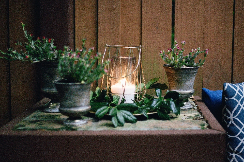 植物 花 裏庭
 公園