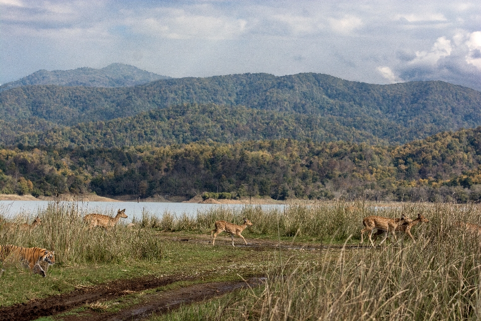 Landschaft gras wildnis
 berg