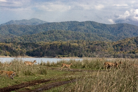 Landscape grass wilderness mountain Photo