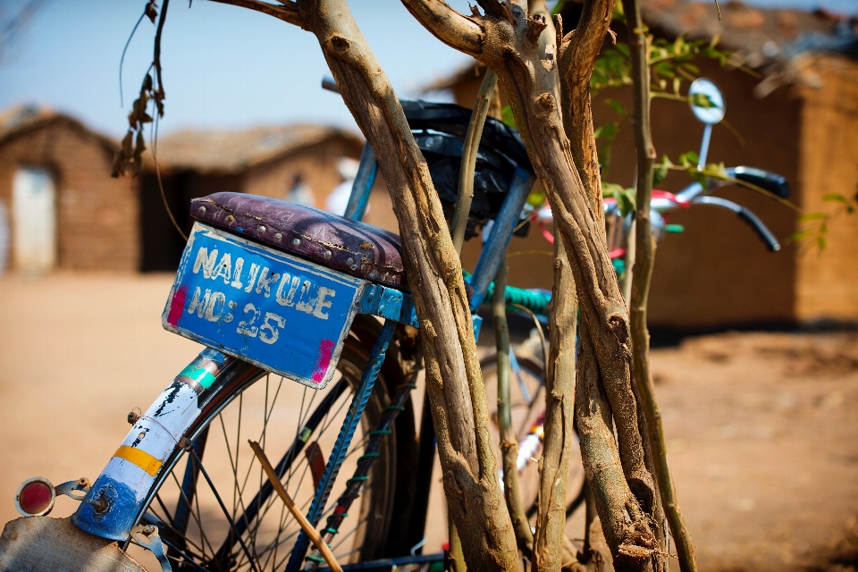 Tree flower bicycle bike