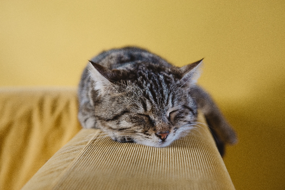 Animale domestico gattino gatto