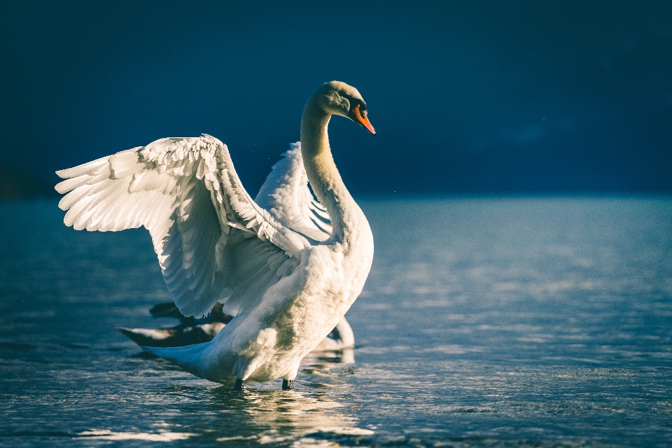 海 水 鳥 羽