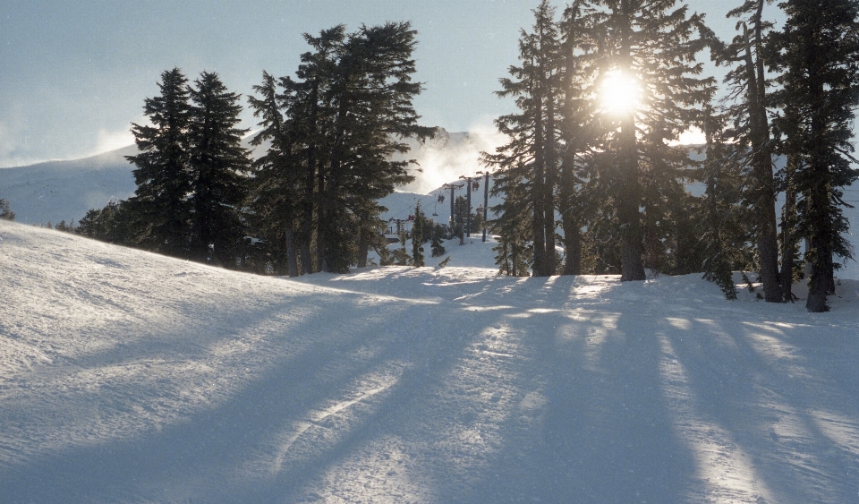 Baum schnee winter sonnenlicht