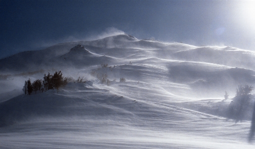 Tree mountain snow winter Photo