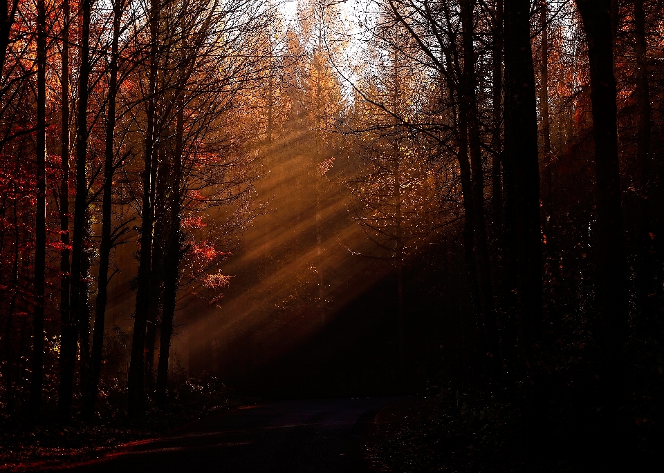 Baum natur wald zweig