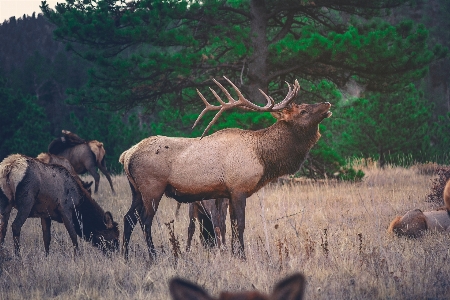 Wildlife wild deer herd Photo