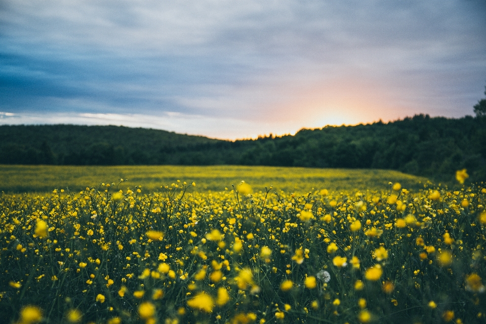 Landschaft natur wald gras