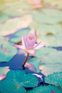 花 植物 花弁 春 写真