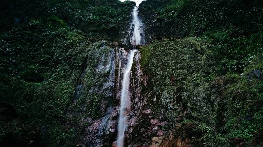 Tree forest waterfall trail Photo