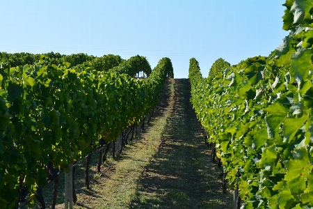 Grape vineyard wine field Photo